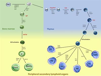 Deciphering the Complexity of 3D Chromatin Organization Driving Lymphopoiesis and Lymphoid Malignancies